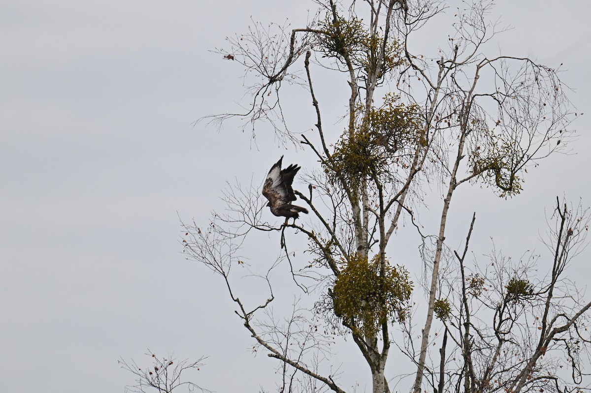 Common Buzzard - ML645489914