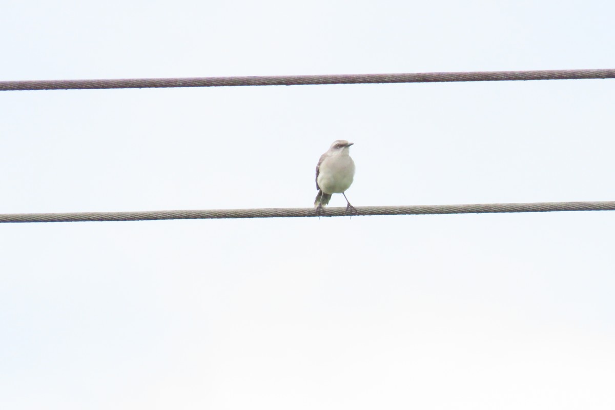 Tropikal Taklitçi - ML645489922