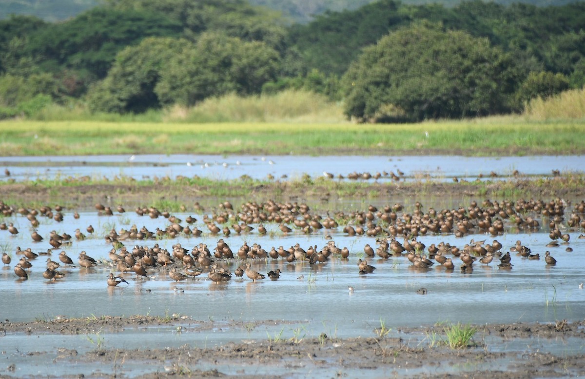 Zertzeta hegalurdina - ML645489924