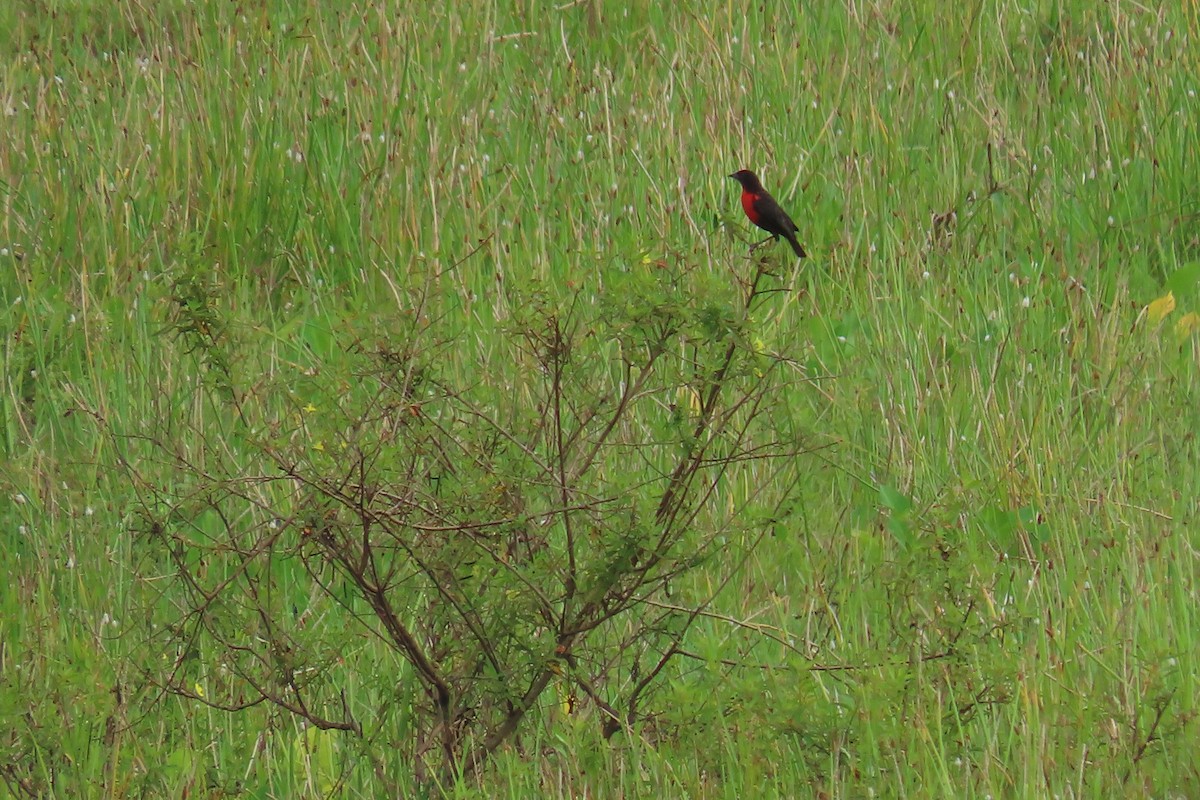 Sturnelle militaire - ML645489926