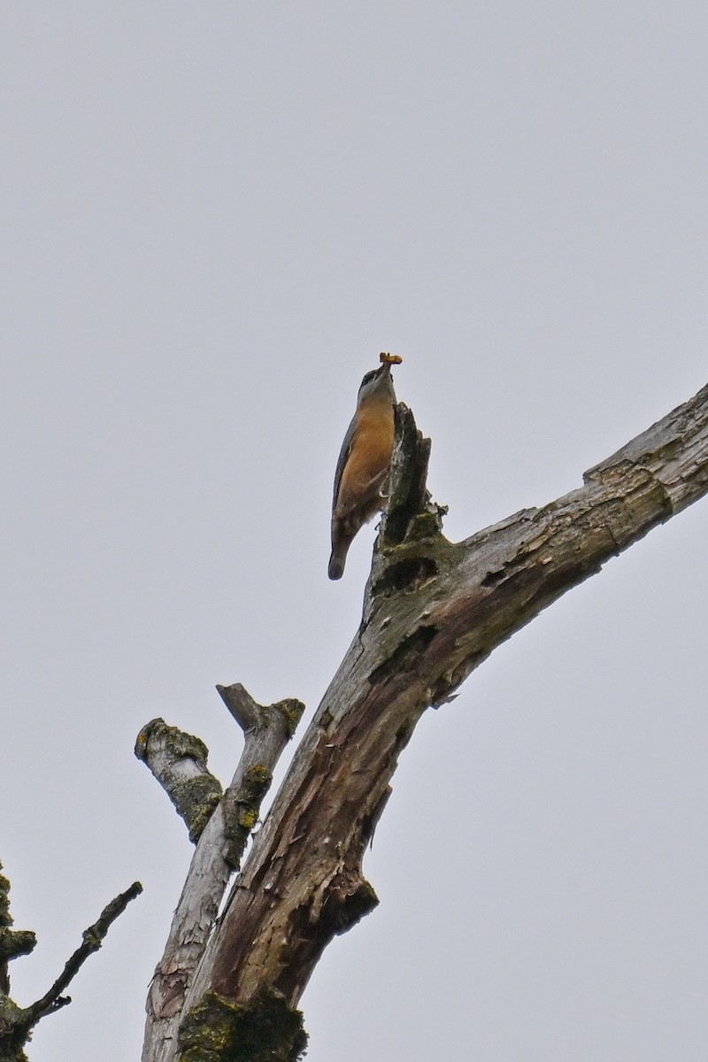 Garrapo eurasiarra - ML645489927