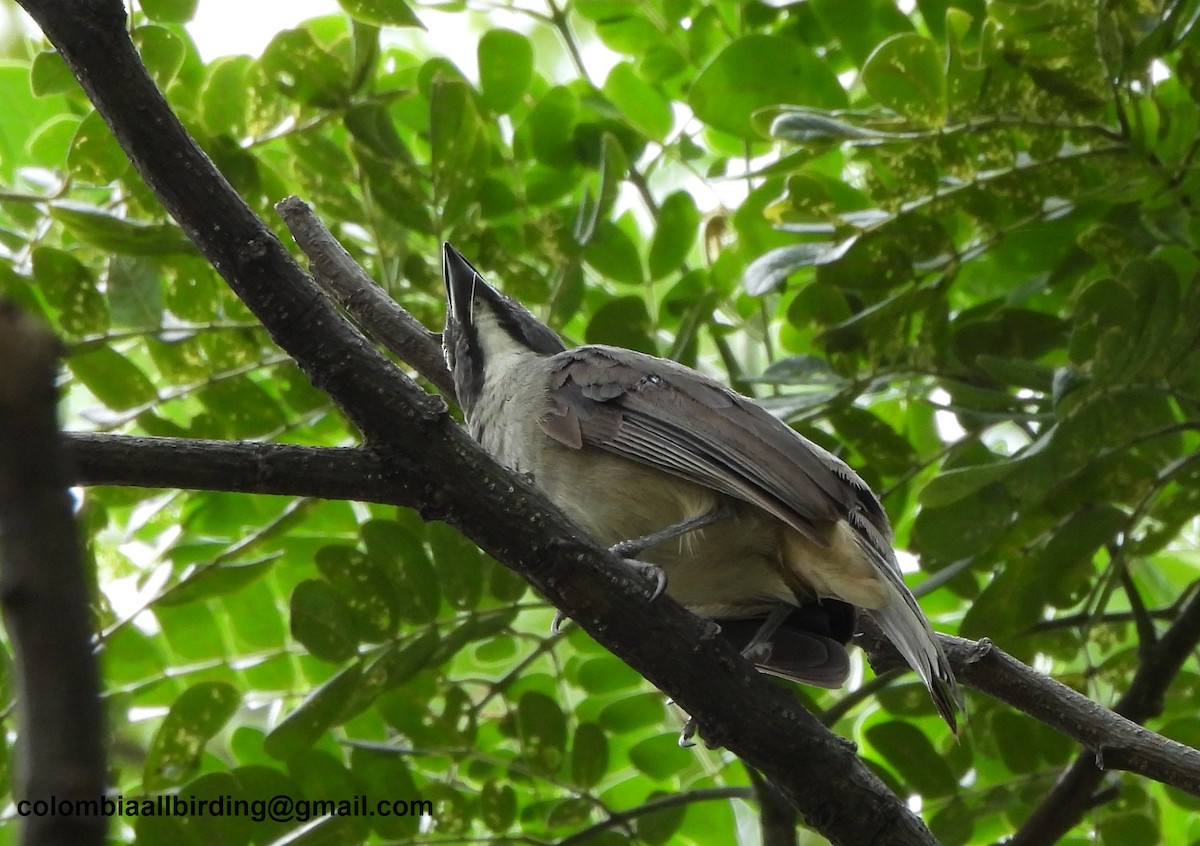 Olive-gray Saltator - ML645489933