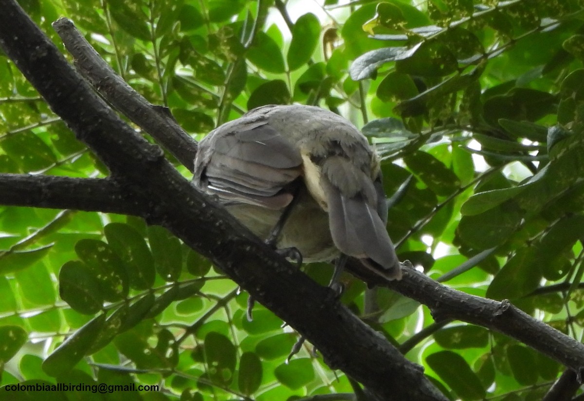 Olive-gray Saltator - ML645489937