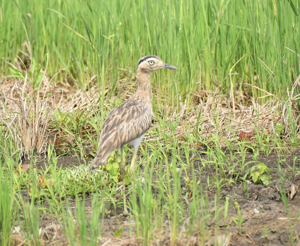 Kaşlı Kocagöz - ML645489939