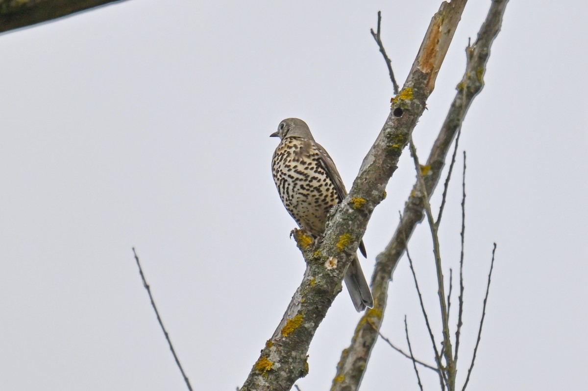 Grive draine - ML645489941