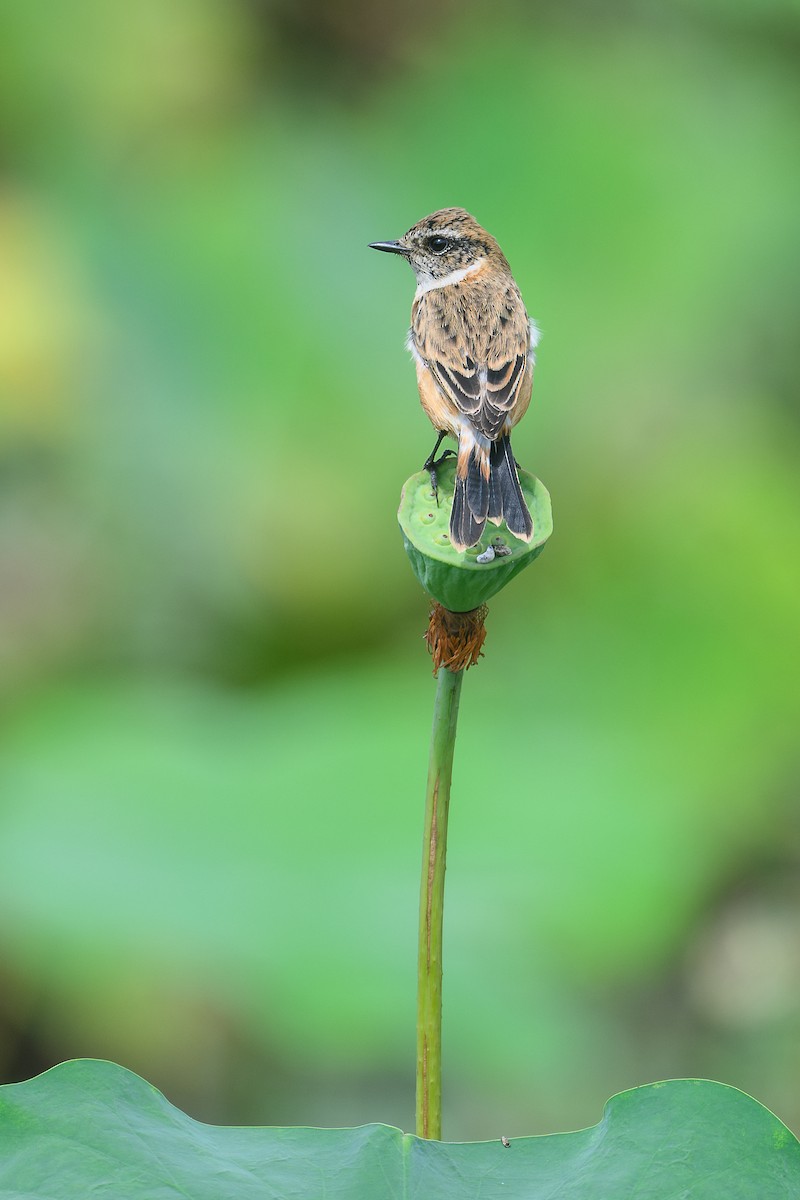 Amur Stonechat - ML645489954