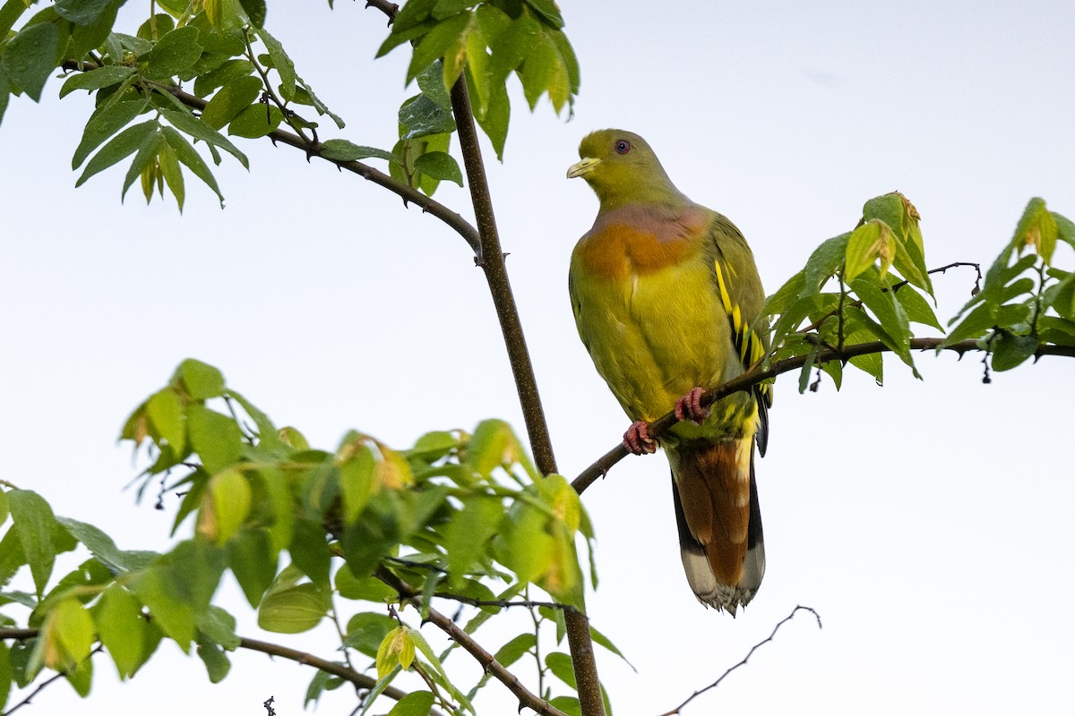 tobeltegrønndue - ML645489956