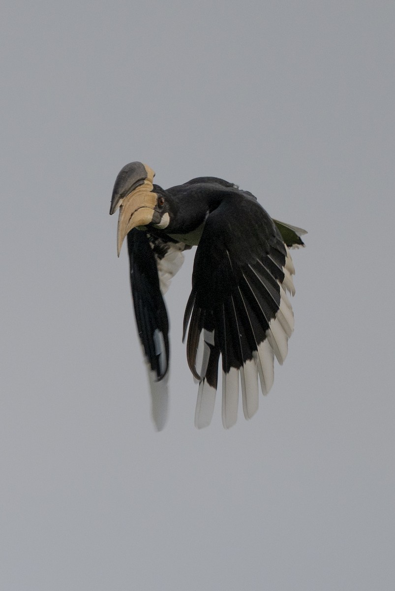 Malabar Pied-Hornbill - ML645489966