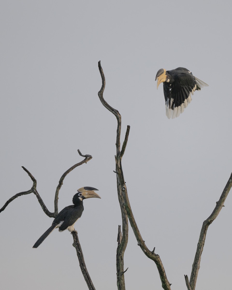 Malabar Pied-Hornbill - ML645489967