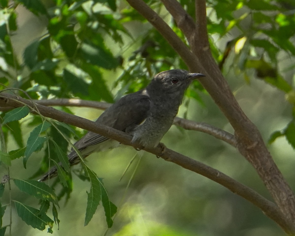 Cuco Pechigrís - ML645489974