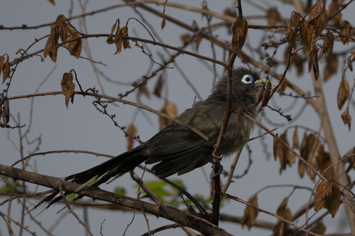Blue-faced Malkoha - ML645489980