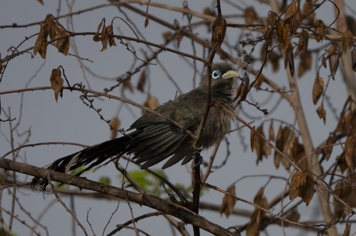 Blue-faced Malkoha - ML645489981