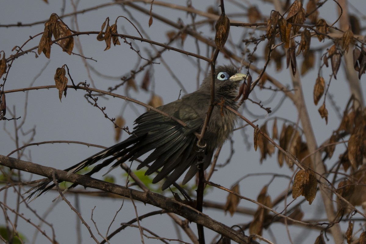 Blue-faced Malkoha - ML645489982