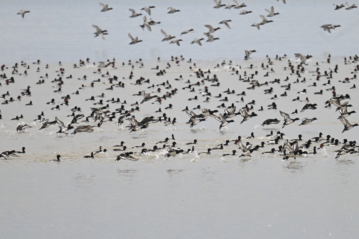 Tufted Duck - ML645489985