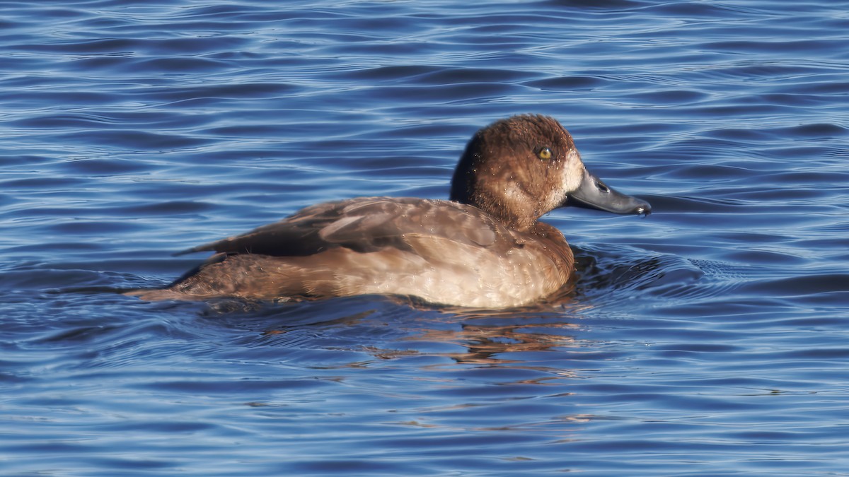 スズガモ - ML645489997