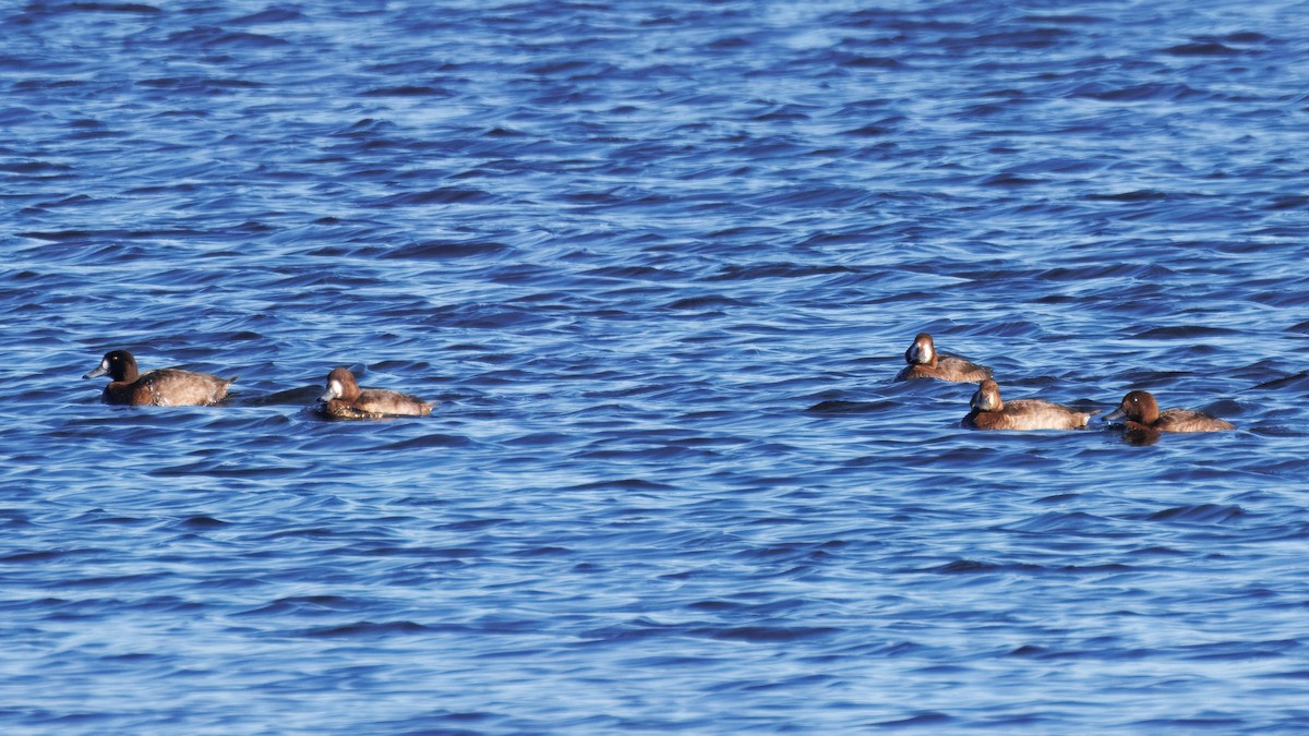 スズガモ - ML645489998