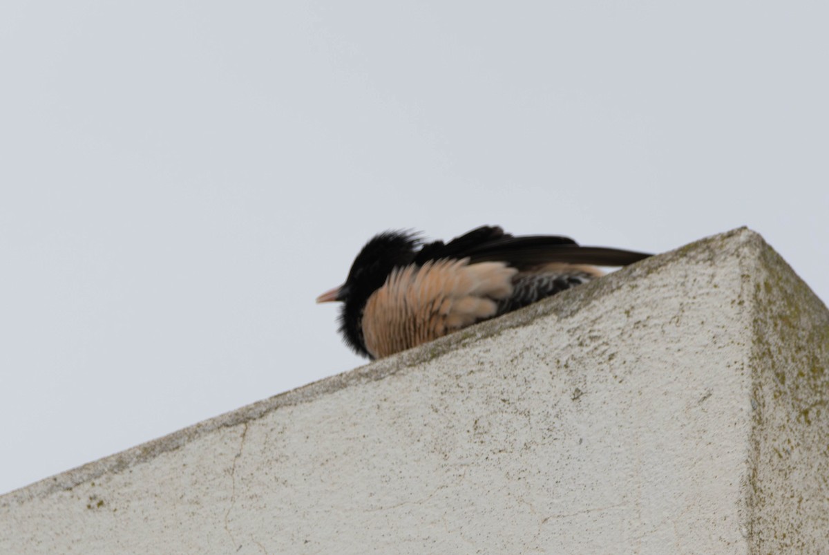 Rosy Starling - ML645490017