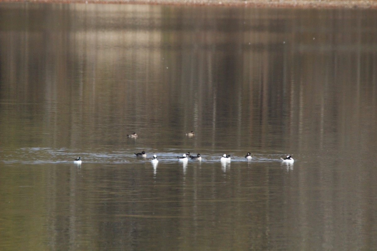 ヒメハジロ - ML645490030