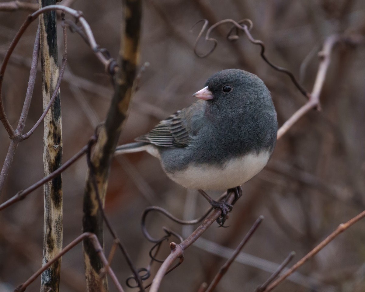 Dark-eyed Junco (Slate-colored) - ML645490035