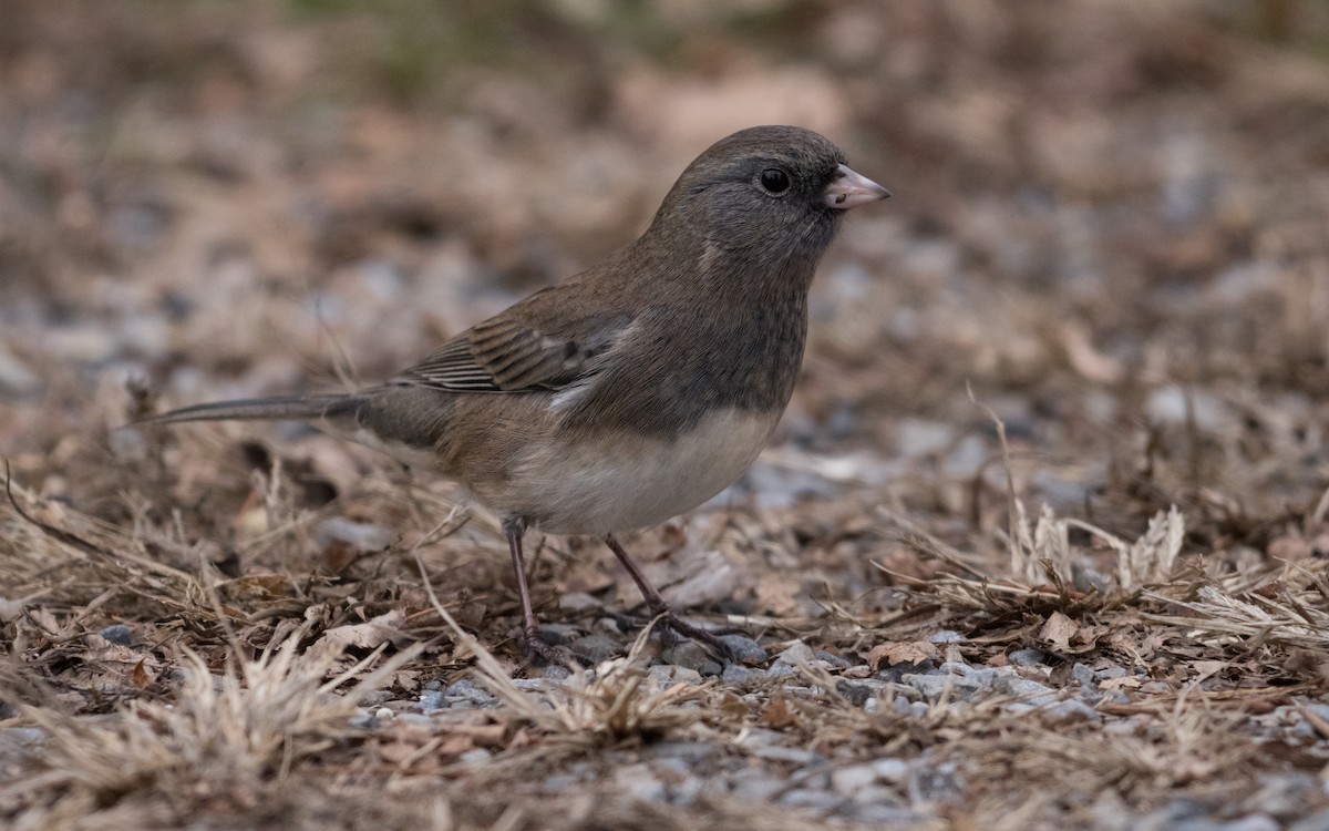 Dark-eyed Junco (Slate-colored) - ML645490037