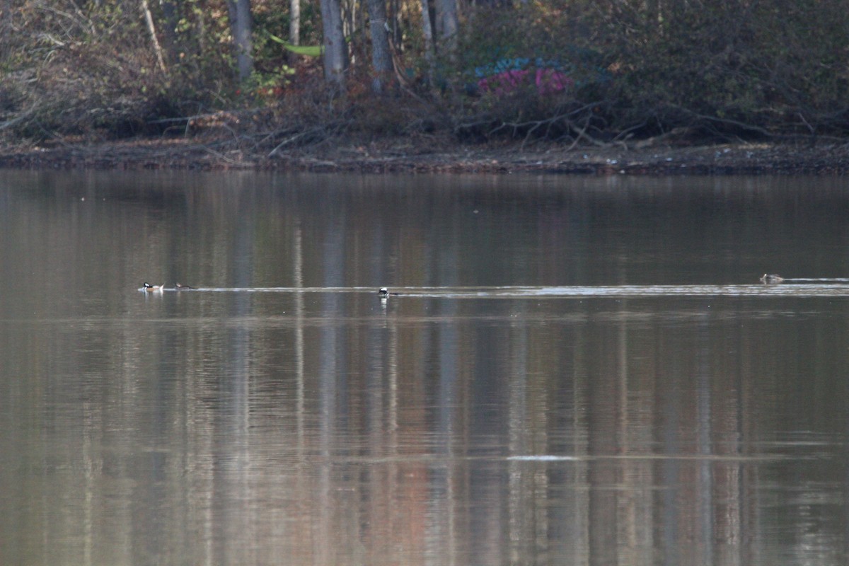 オウギアイサ - ML645490042