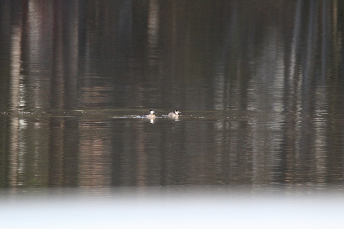 アカオタテガモ - ML645490046