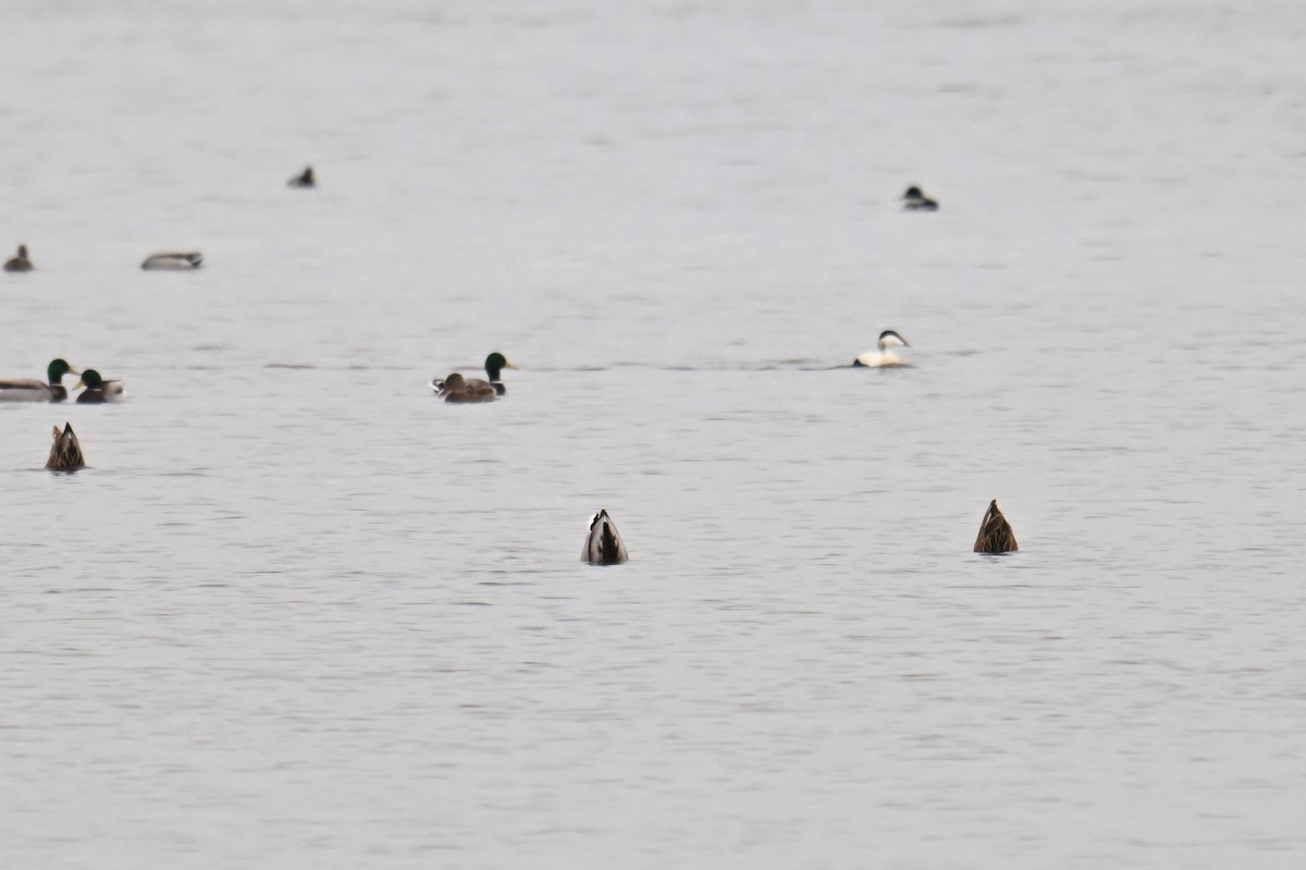 Common Eider - ML645490047