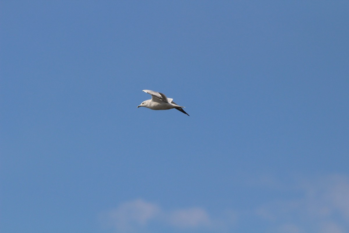 クロワカモメ - ML645490051