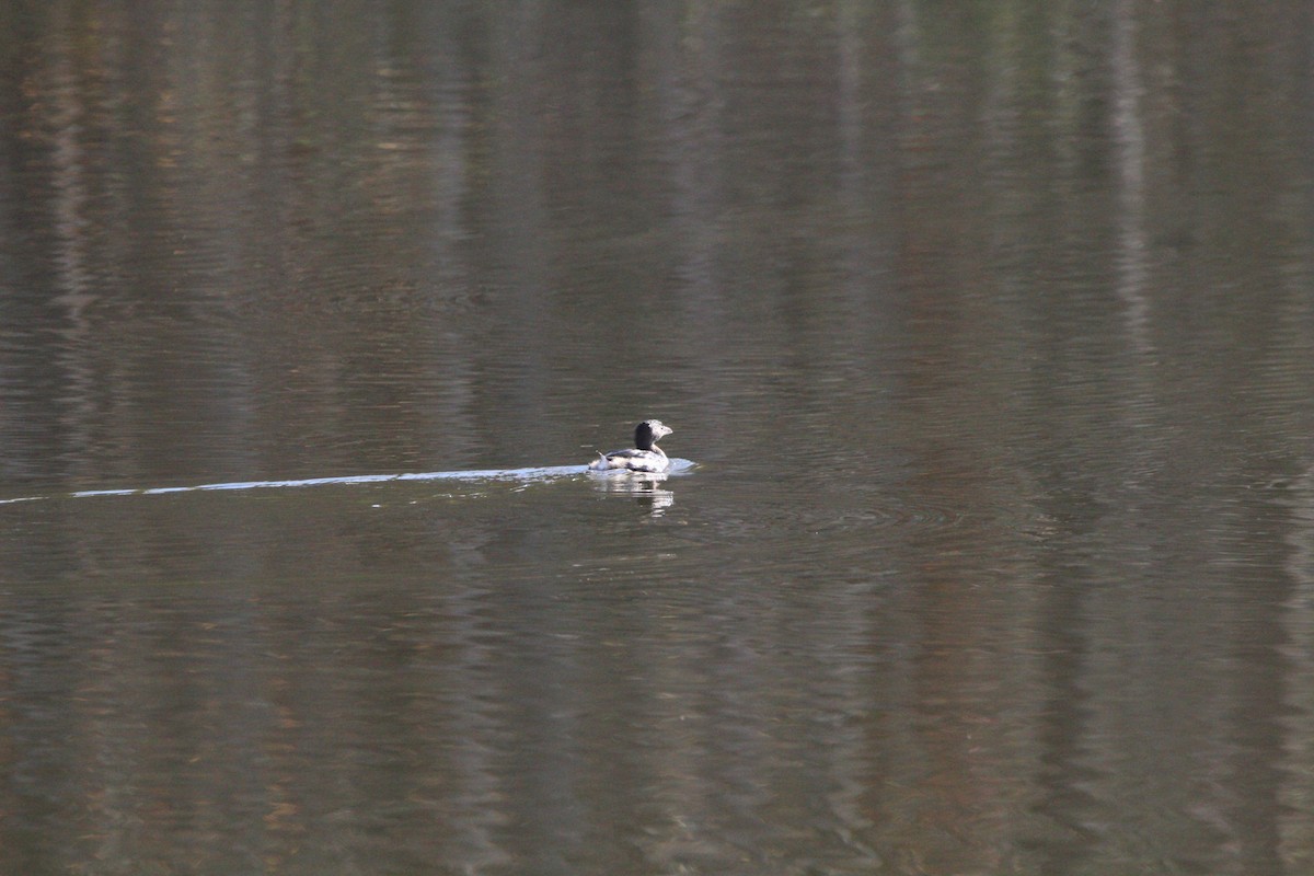 オビハシカイツブリ - ML645490054