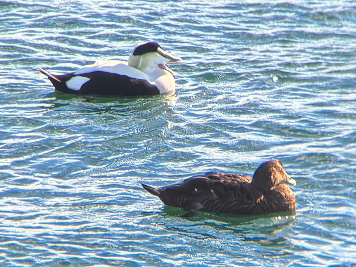 Common Eider - ML645490056