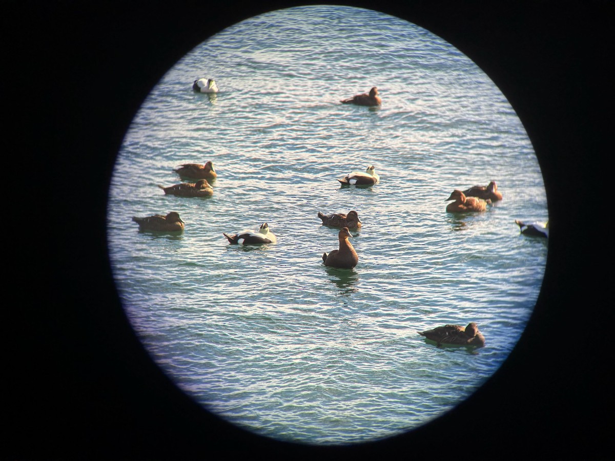 Common Eider - ML645490058