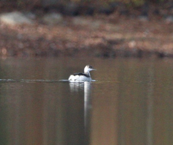 ミミカイツブリ - ML645490064