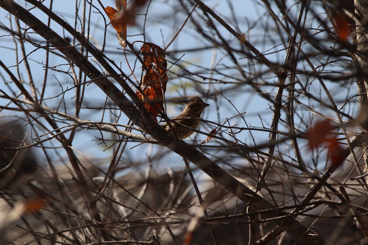 ウタスズメ - ML645490067