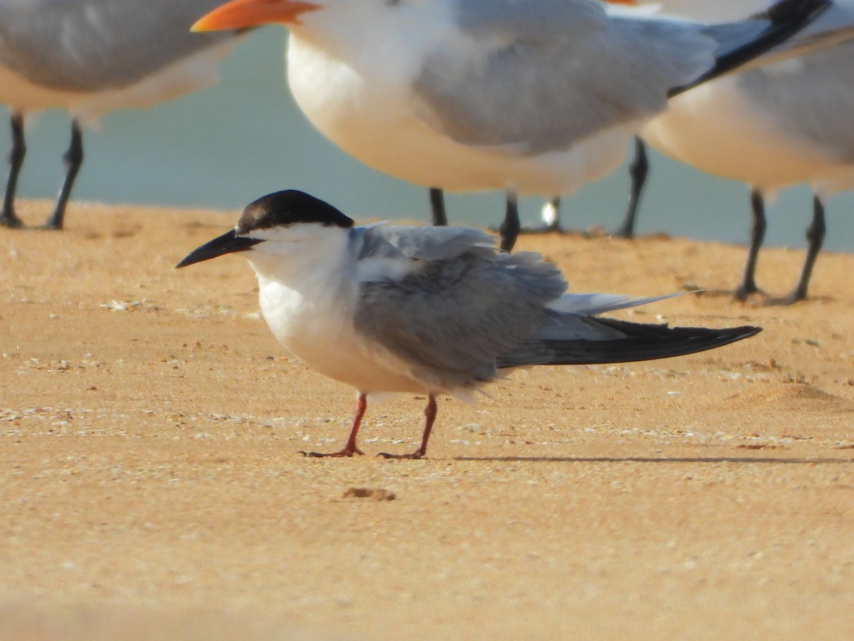 rybák obecný - ML645490069