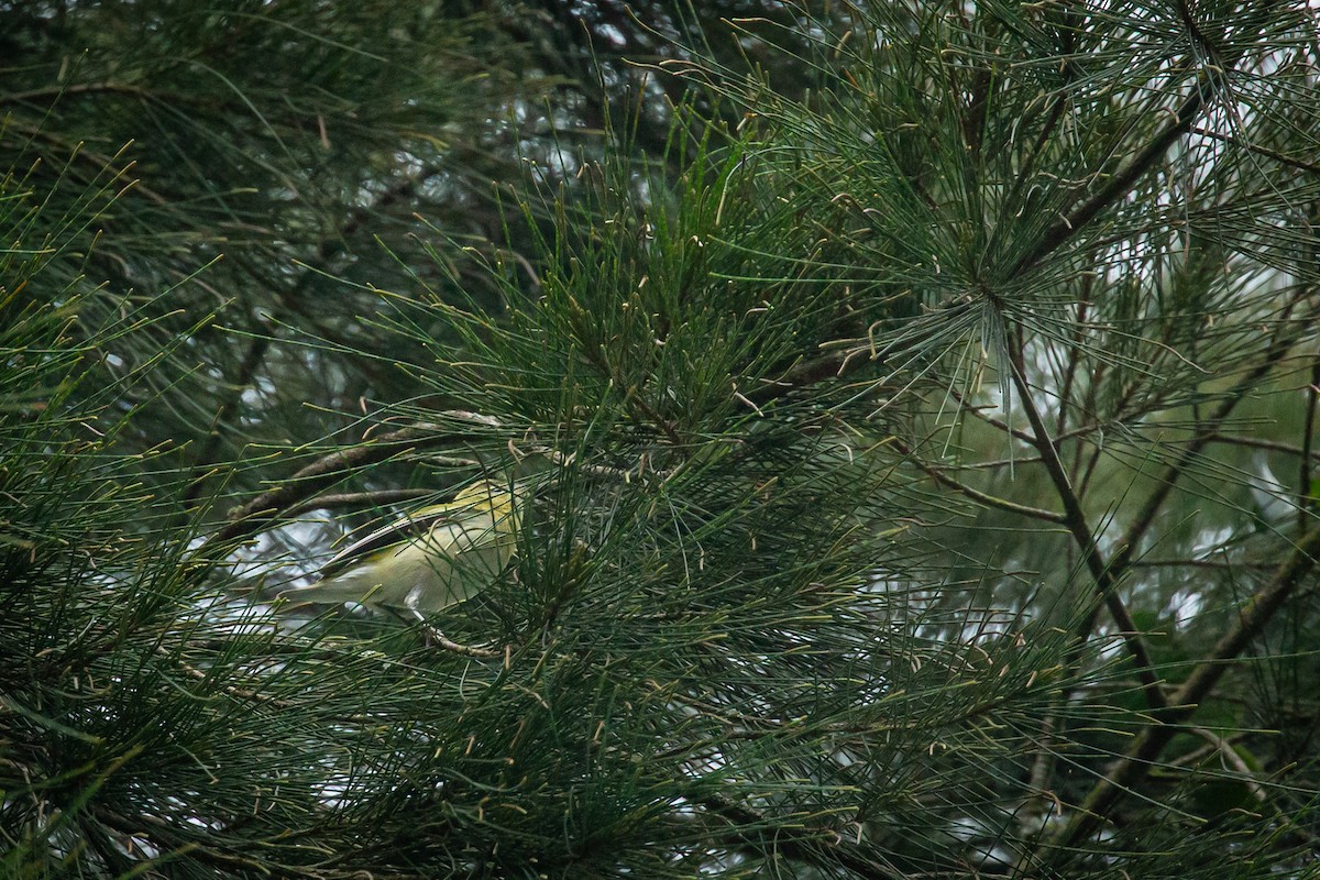 Tennessee Warbler - ML645490083