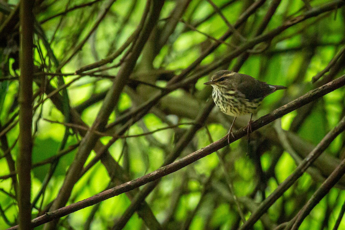 Northern Waterthrush - ML645490090