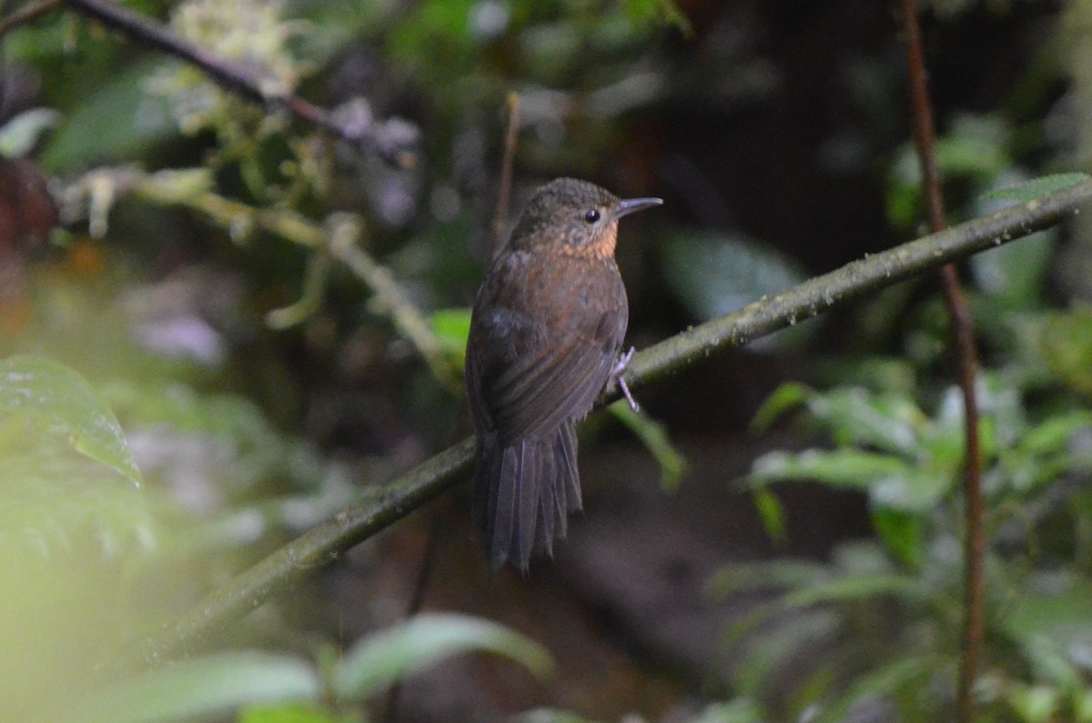 Spotted Barbtail - ML645490093