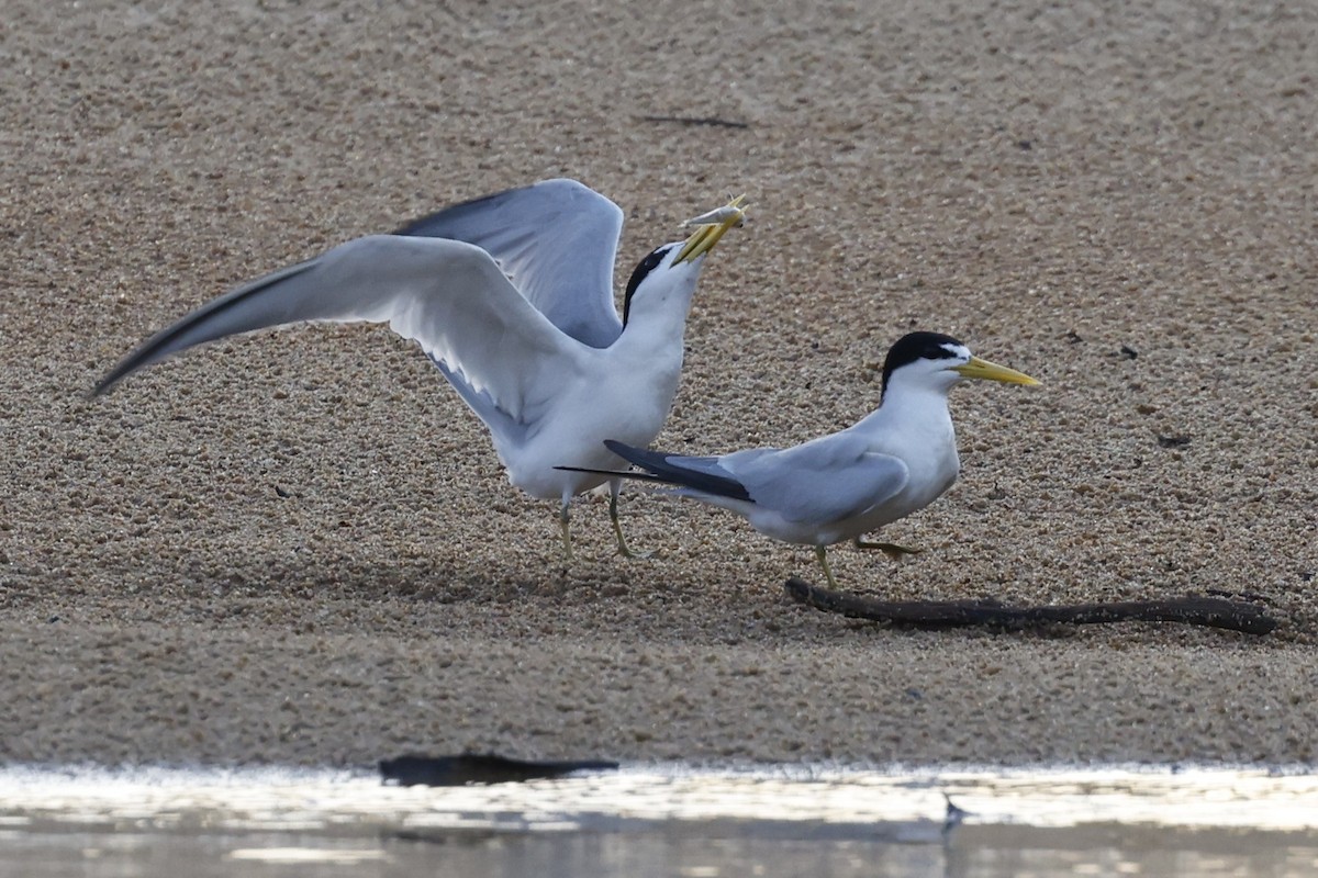 Амазонская крачка - ML645490098