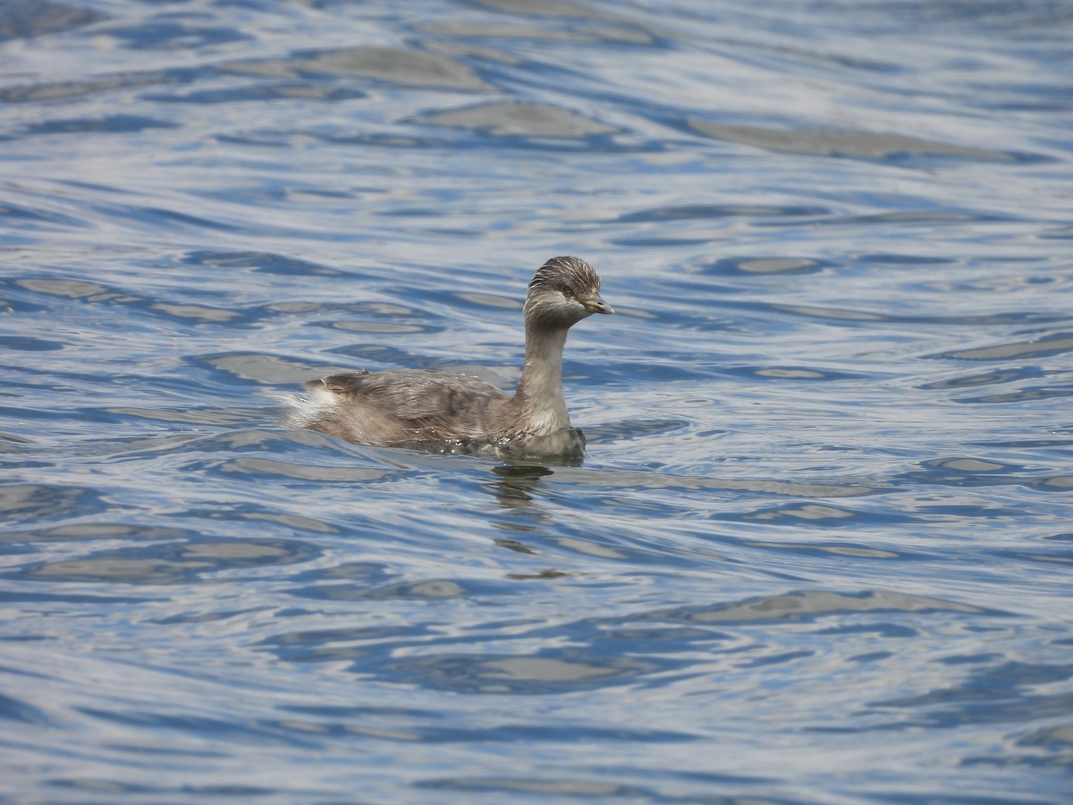 Hoary-headed Grebe - ML645490102