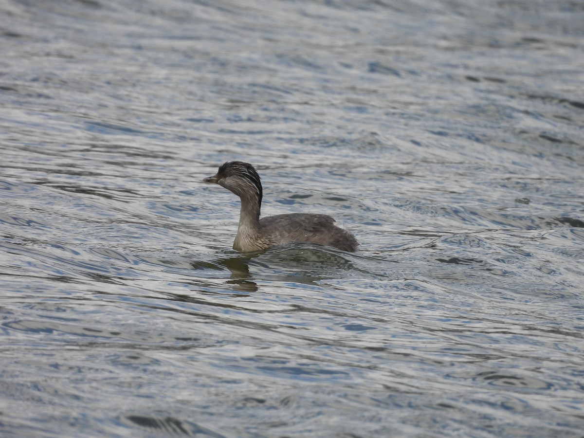 Hoary-headed Grebe - ML645490103