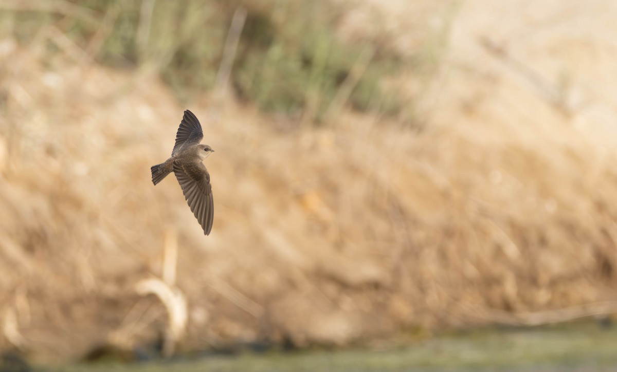 brunsandsvale - ML645490104