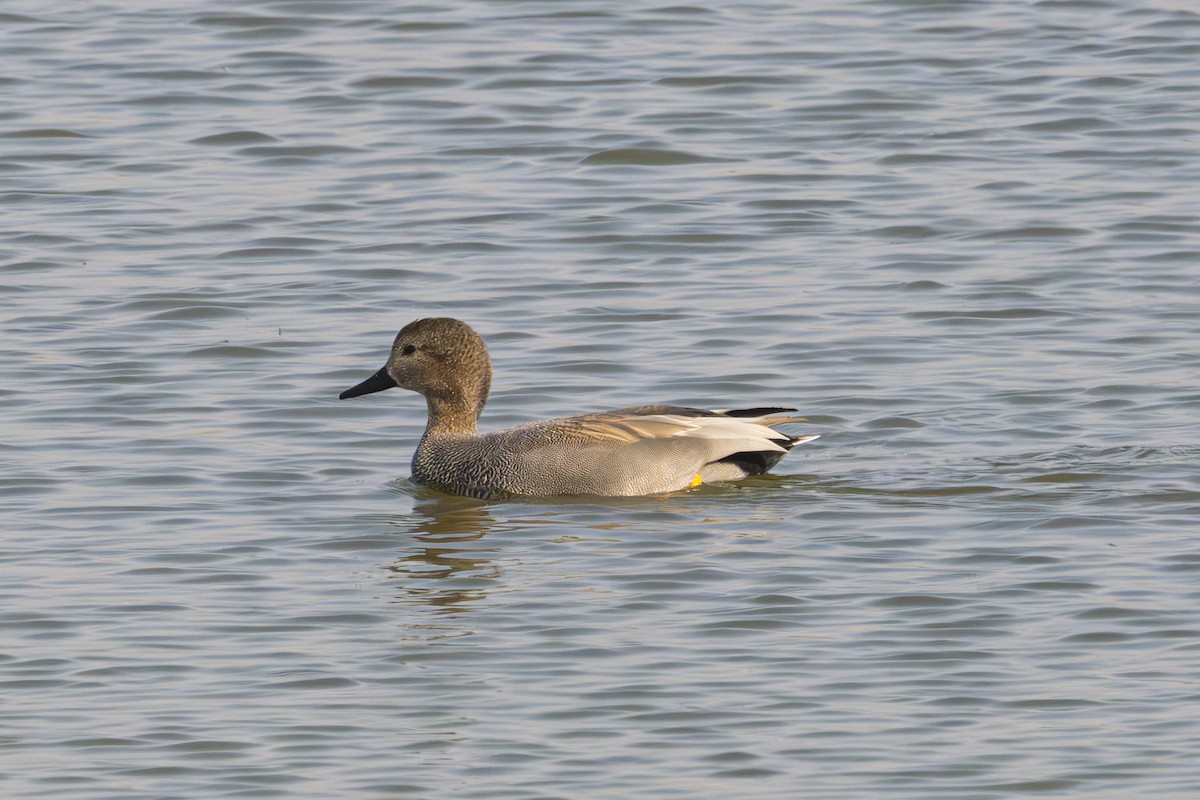 Серая утка (strepera) - ML645490117