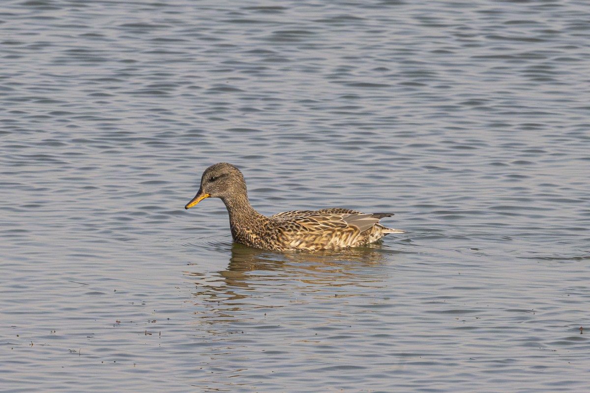Серая утка (strepera) - ML645490118