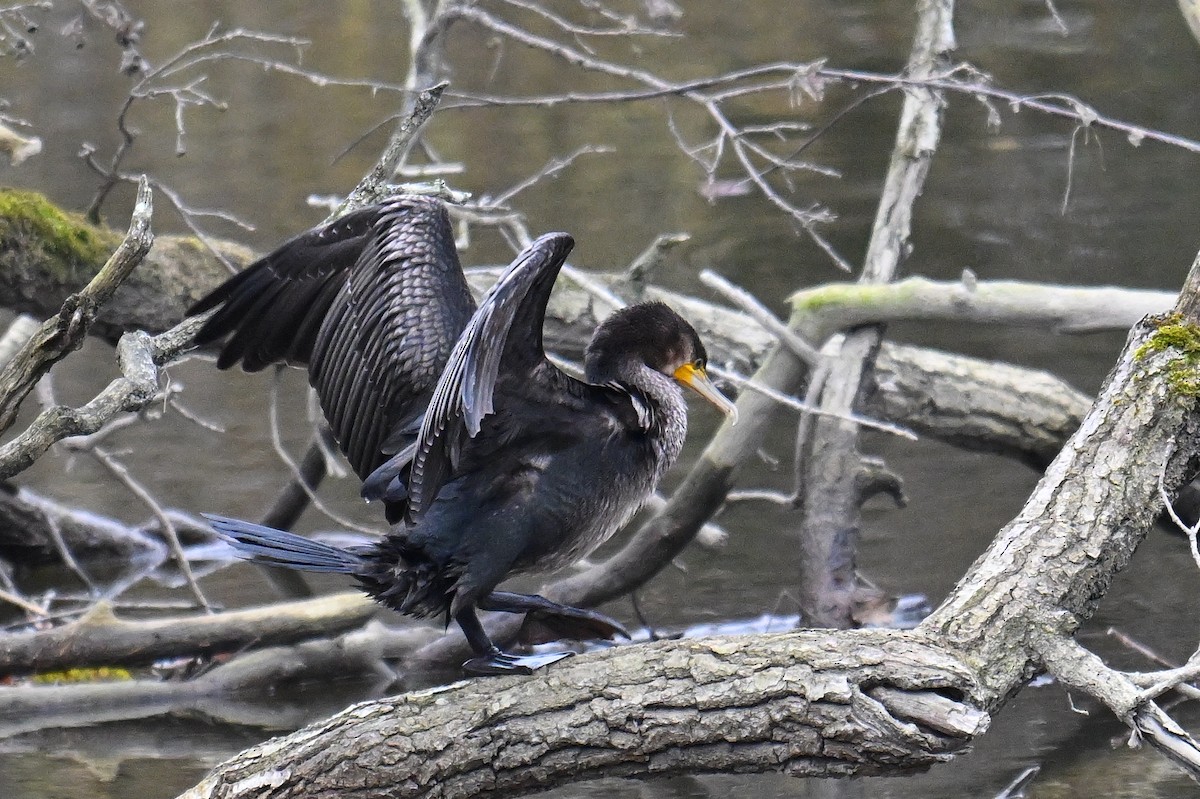 Great Cormorant - ML645490120