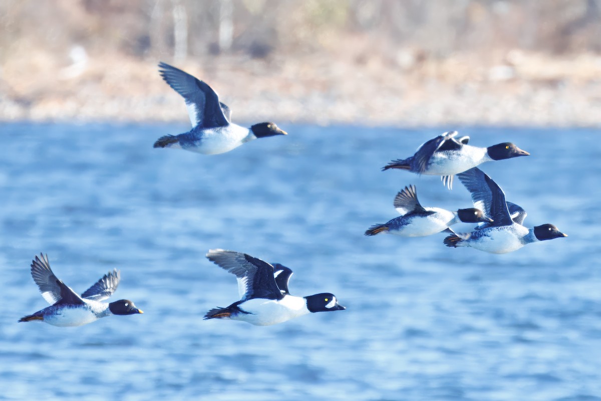 Barrow's Goldeneye - ML645490136