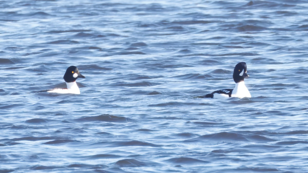 Barrow's Goldeneye - ML645490138