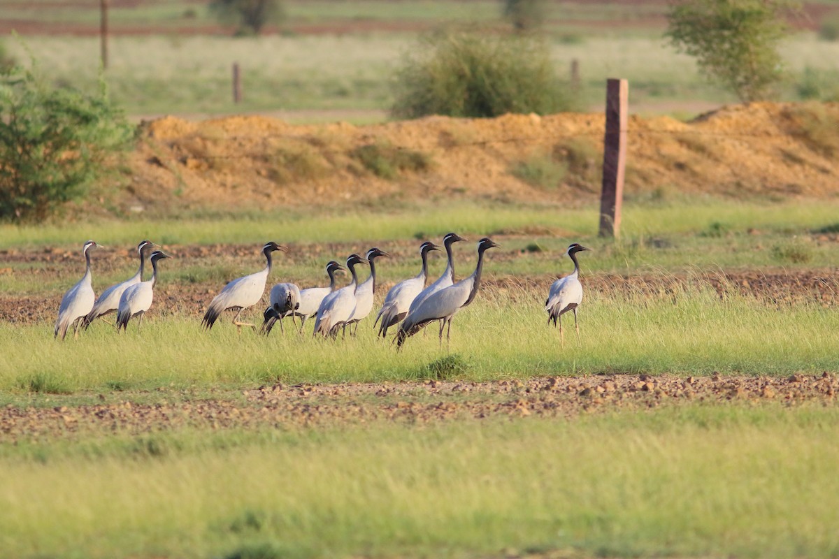 Demoiselle Crane - ML645490139