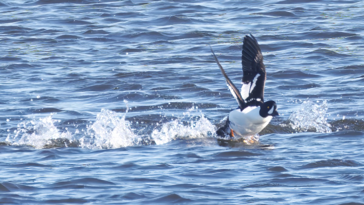 Barrow's Goldeneye - ML645490140