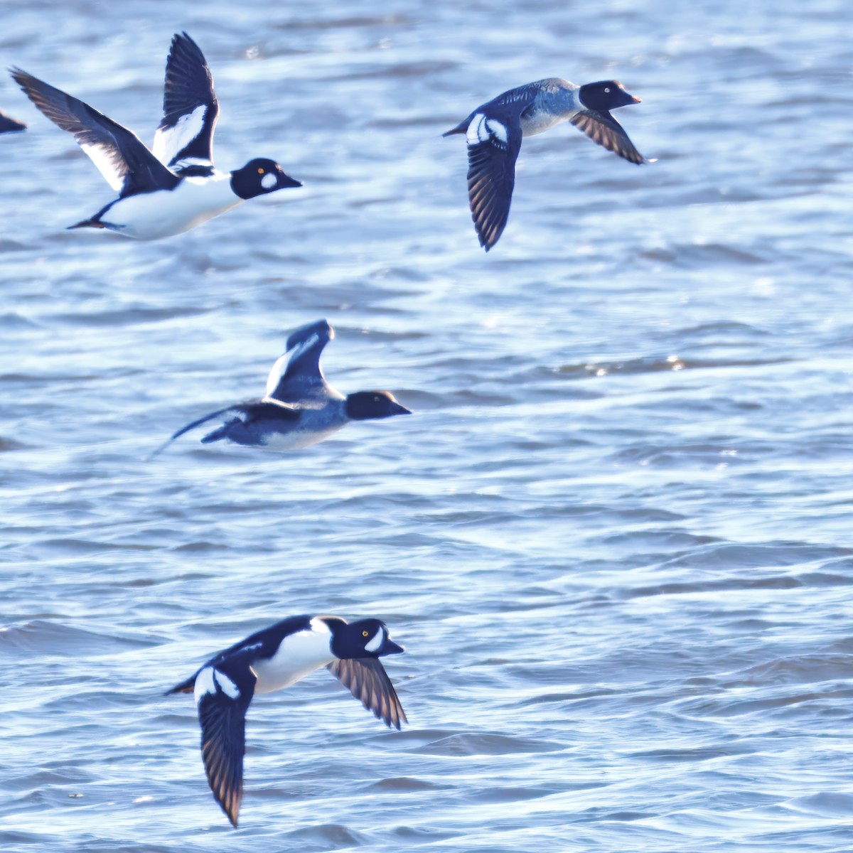 Barrow's Goldeneye - ML645490141