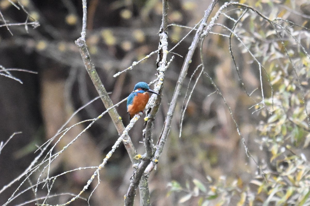 Common Kingfisher - ML645490146